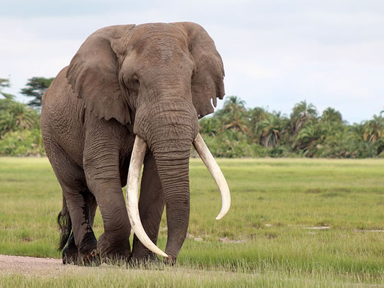 2-Nights Safari from Mombasa to Nairobi | Day Trip Experience 